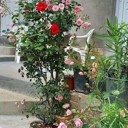 Apartman Turkana 2 *